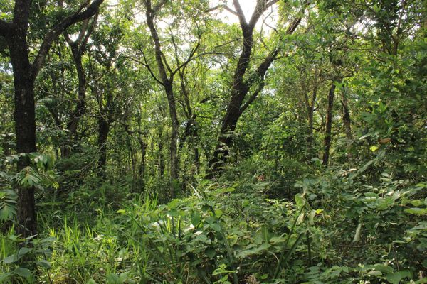 La sabana brasileña en riesgo por la combinación de disturbios