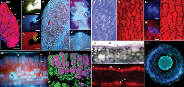 Imágenes de fluorescencia revelan el colorido mundo de los compuestos fenólicos de la violeta de Parma