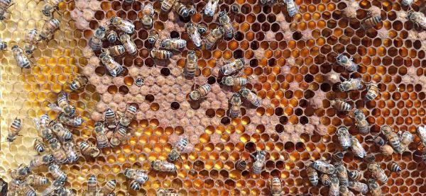 Abejas, miel y Agave en la sierra norte de La Barca, Jalisco