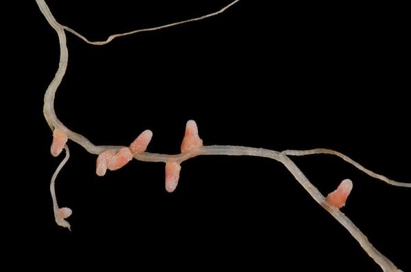 Mutant clover reveals the connections between carbon and nitrogen fixation for legumes