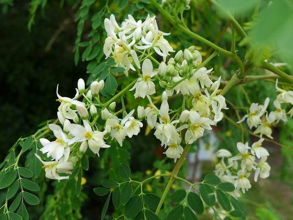 El uso del extracto de Moringa como bioacaricida
