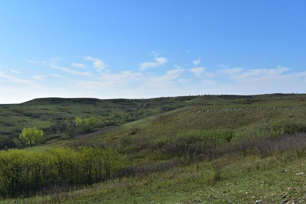 Intra-clonal differences in leaf physiology after fire in Cornus drummondii