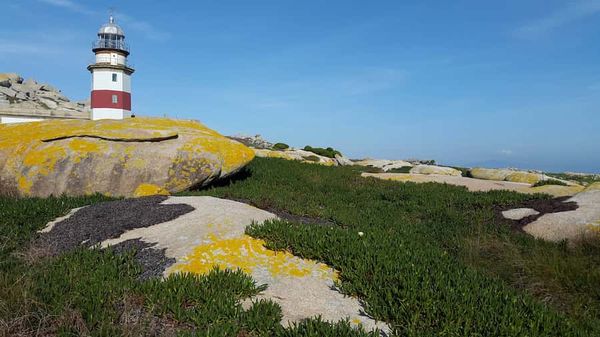 Armada y peligrosa: el cambio climático puede favorecer la expansión de la planta invasora Carpobrotus edulis