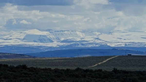 Impacts of herbivory on perennial grass species of the Northern Great Basin