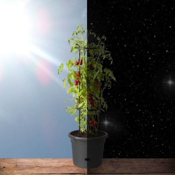 plant in day and night