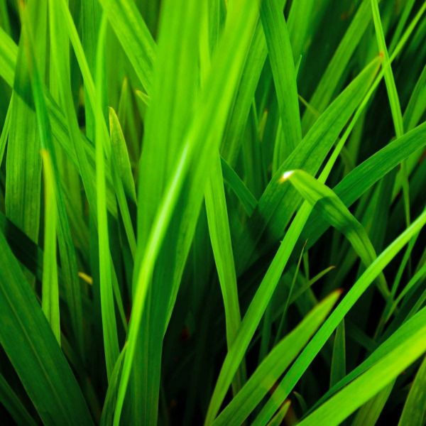 grass blades