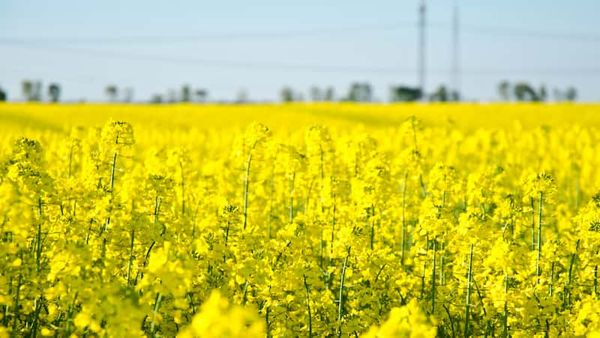 Control genético de la altura y del número de ramas de Brassica napus en condiciones bajas de fósforo