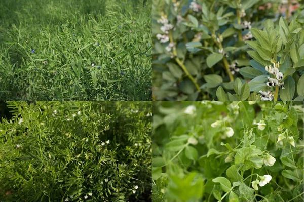 Tolerance to waterlogging in relay sown grain legume crops