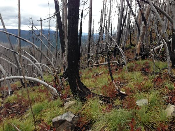 Snow cover is reducing in the Pacific Northwest, and so too is the niche for evergreen trees in the region