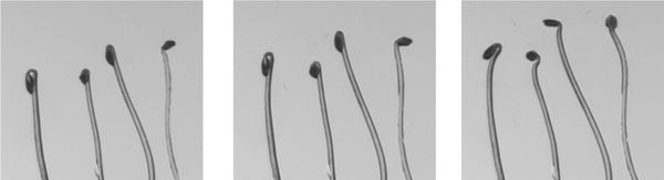 Computer vision for phenotyping of photomorphogenesis