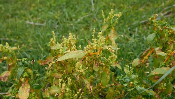 Herbivores can cause dioecious plants to partly swap sex