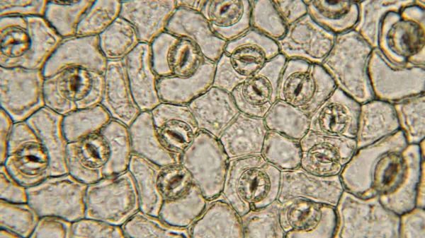 Below-ground hydraulics control stomatal closure