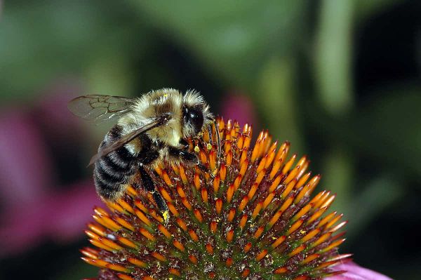 What makes bees feel at home in the city?