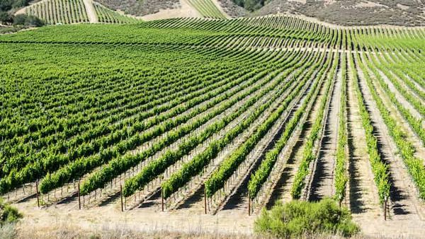 Root water relations and drought tolerance