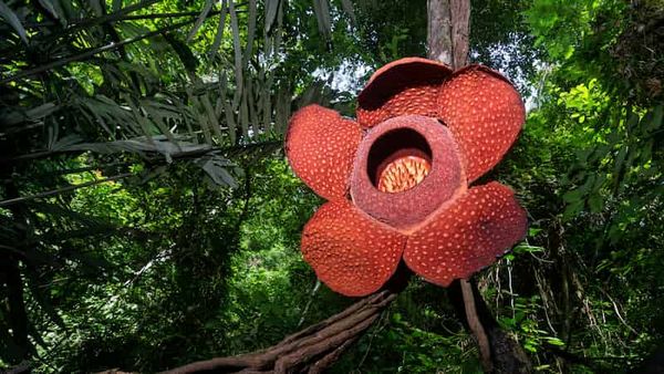 Finding the habitat of an invisible plant