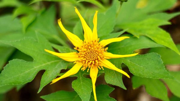 Weeds with a bad reputation have value for pollinators and biodiversity
