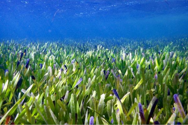 Botanists have discovered the world’s largest plant in what should be one of the world’s least plant-friendly environments