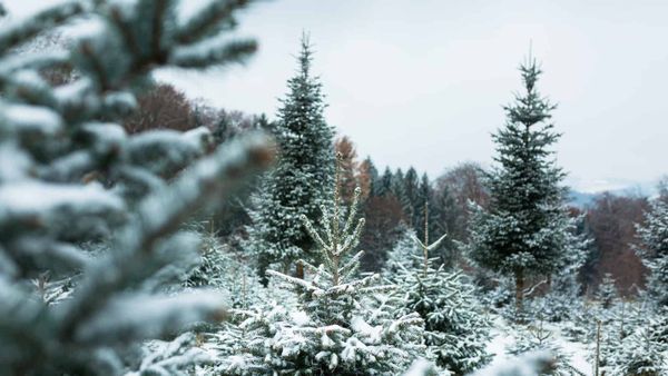 Every day is like Christmas for some declining farmland birds