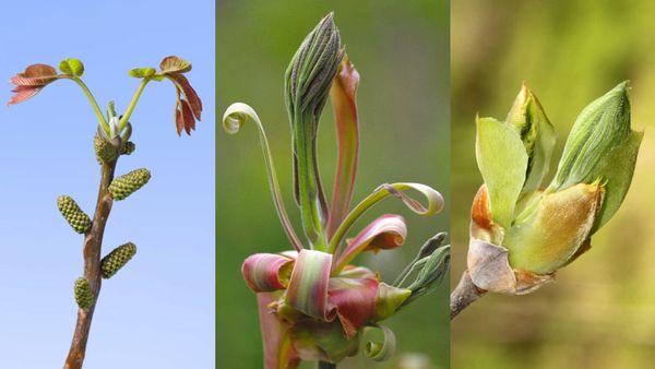 Tree buds need cosy blankets for the spring rather than the winter
