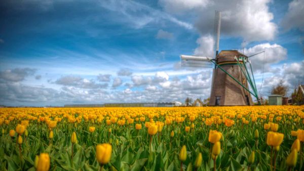 Dutch Scientists Learn How to Get Better Botanical Data from the Public