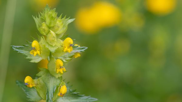 Where does a hemiparasite’s food come from?