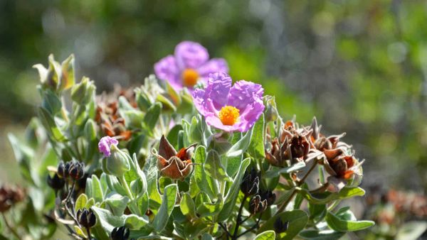Drought damages a plant’s perfume