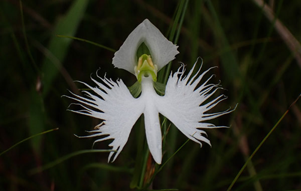 An orchid gives assistance, forests reduced persistence, and weeds’ electrical resistance