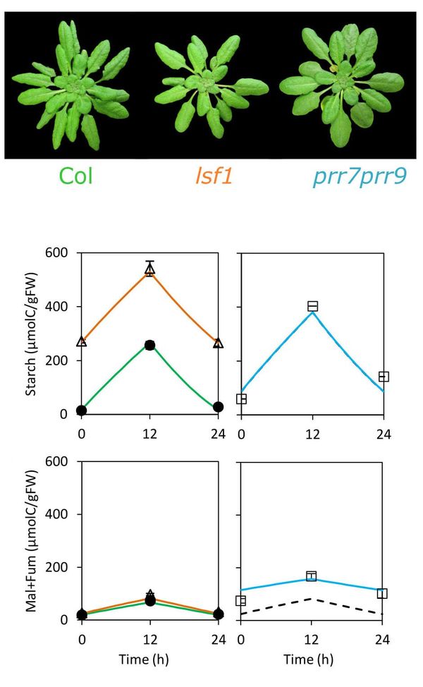 Connecting rhythmic gene circuits to metabolism explains the slow growth rate of a slow-clock mutant