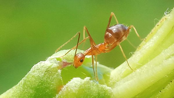 Bromeliads offer ants a summer residence in Costa Rica