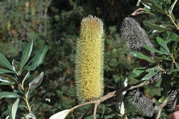 A rare shrub needs to burn to avoid extinction