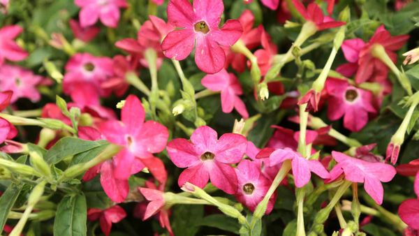 Botanists find nectar can be a source of antimicrobial compounds