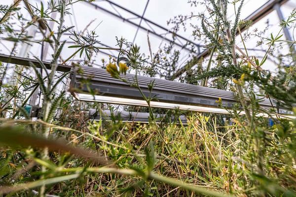 The importance of light for grassland plant diversity