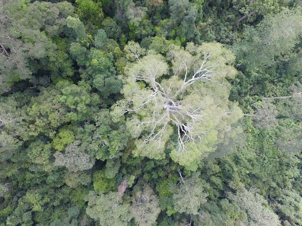 Lianas more likely to infest smaller trees