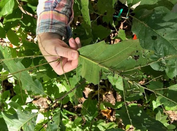 Bats protect young trees from insect damage, with three times fewer bugs