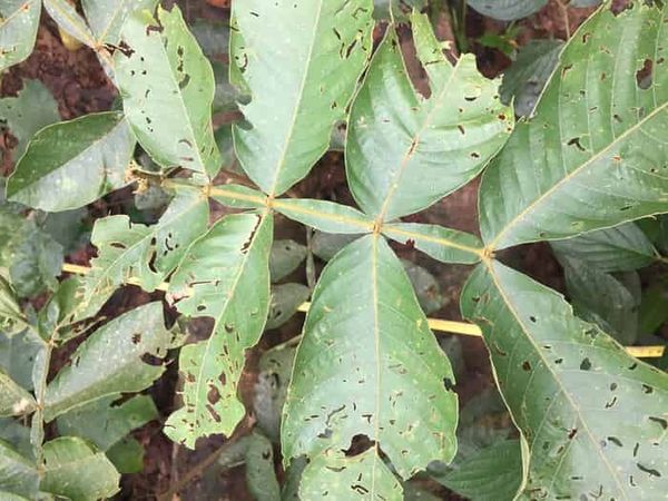 Herbivores munch the most helpful trees in tropical forests