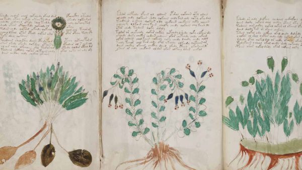 Looking for a nice unresolved botanical mystery ?