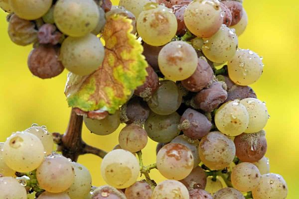Does the fungus Botrytis cinerea break plants with a sledgehammer or a series of specialised tools?