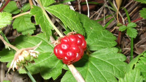 Pollinators like moths are increasingly missing from a warming subarctic