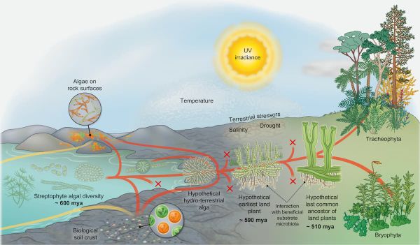 New study on iron uptake adds another piece to the puzzle of land plant evolution