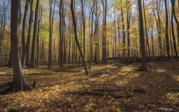 A computer-generated beech forest.