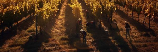 A French vineyard close to sunset in an AI generated image.