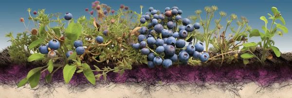 A digital blueberry bush tapping into computer-generated fungi in the soil.