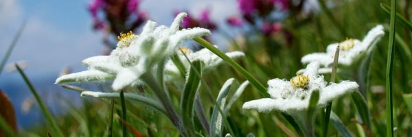 Edelweiss on a hillside. It'll have to find a way of moving up the mountain fast if current temperature trends continue.