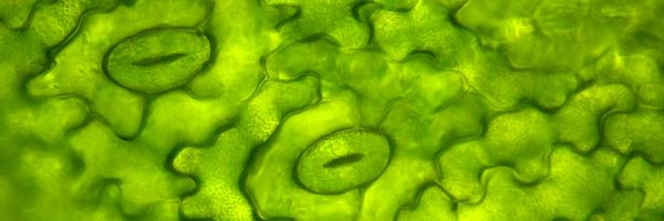 Discovering the Plants’ Sense of Smell: The Role of Stomata in the Ability to Detect Olfactory Signals