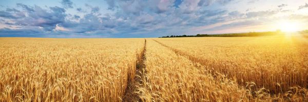 A field of wheat under a blue sky. To the right the sun is setting.