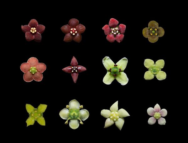 Red flowers, short stamens, and acetoin: the secret to attracting fungus gnats