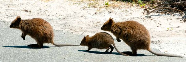 A family of quokkas, large furry fat and cute rat-like animals, crossing the road.