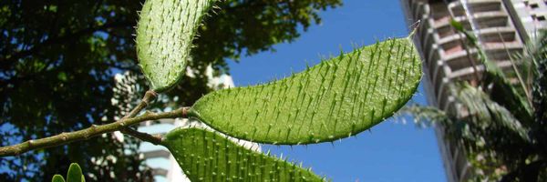 A green and spiny legume pod in a Brazilian city.