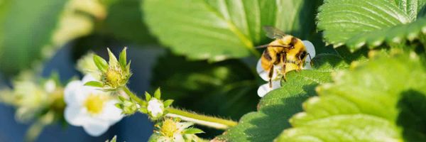 A bumblebee pollinates a strawberry.