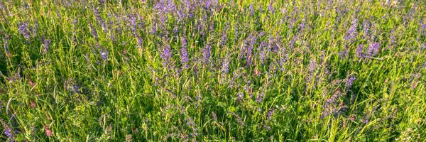 Purple flowers in a patch of green.